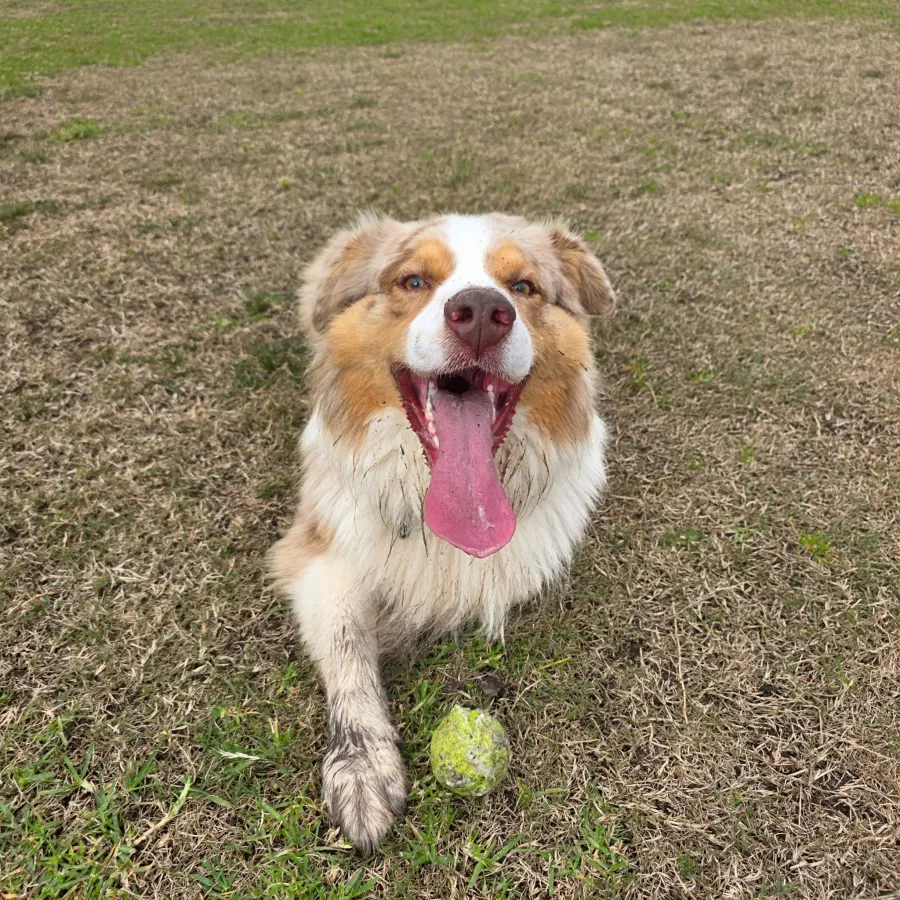 Happy Australian shepherd lying on the grass with a well-loved tennis ball