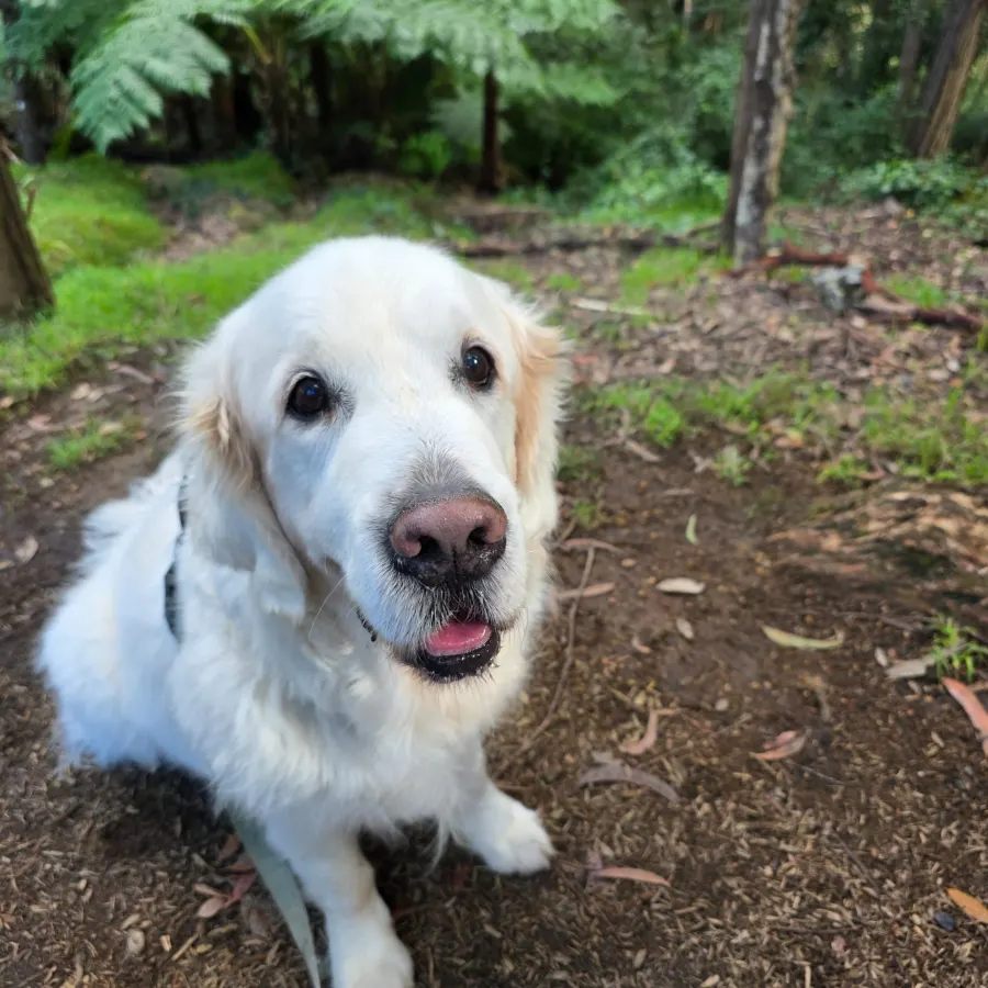 Cream golden retriever sitting on a bush track surrounded by tree ferns