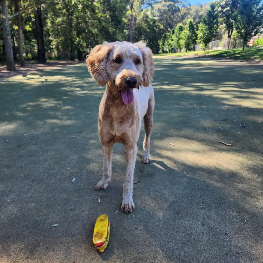 Goldendoodle standing in a shady park with a yellow toy at its feet