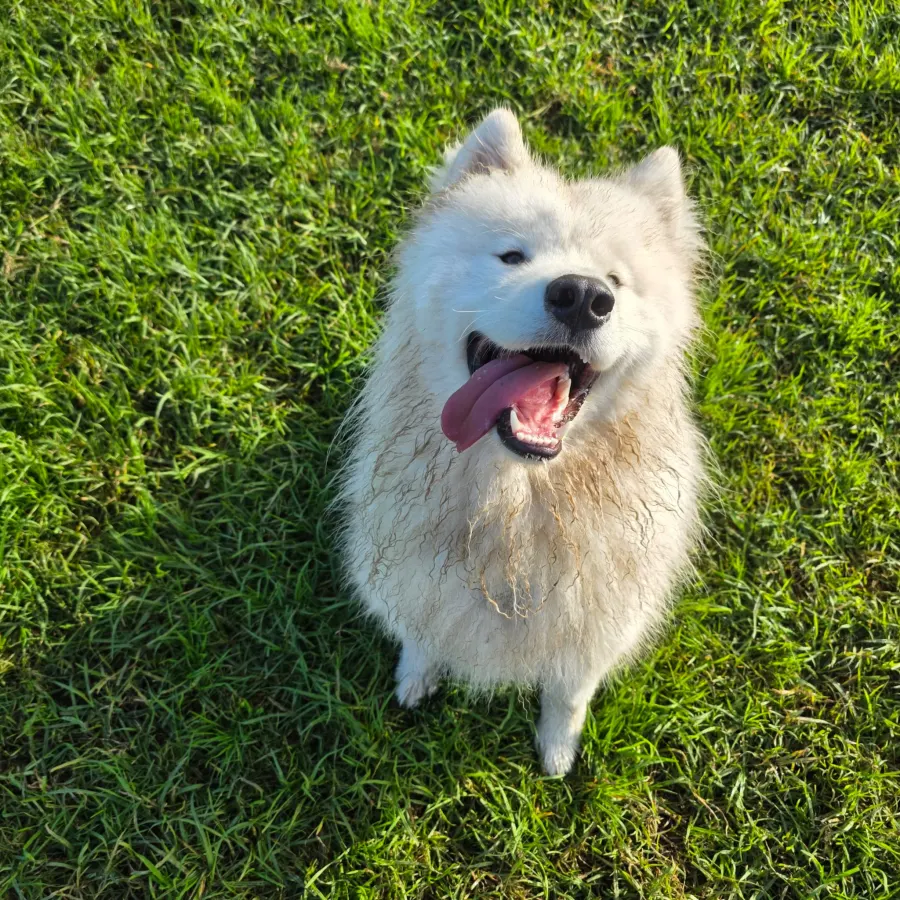 Fluffy samoyed smiling up at the camera on bright green grass